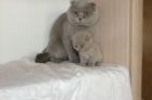 Британский кот на вязку,котятки в продаже. в Санкт-Петербурге
